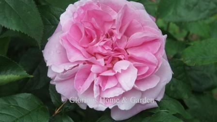 Rosa 'Mary Rose'