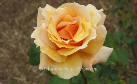 Rosa 'Medallion' is a large apricot blend Hybrid Tea.