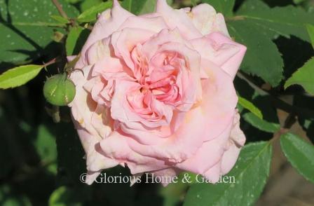 Rosa 'Madame Berkeley'