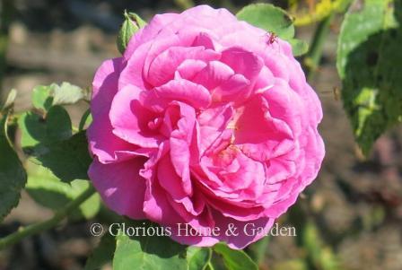 Rosa 'Madame Isaac Pereire,' Garçon, 1890.