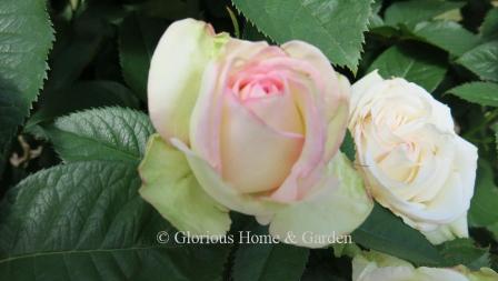 Rosa 'Moonstone' is a white and pink bi-color Hybrid Tea.