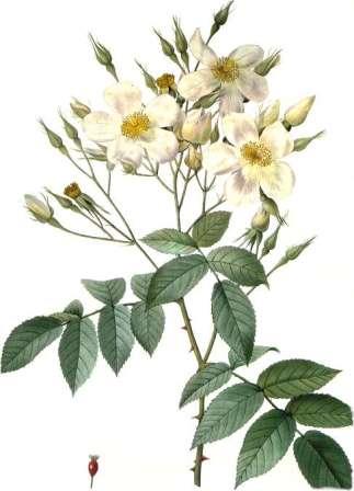 Rosa moschata, the musk rose, has extremely fragrant single white blooms.