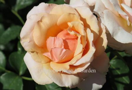 Grandiflora rose 'Mother of Pearl' is a soft peachy-pink blend paler at the petal edges.