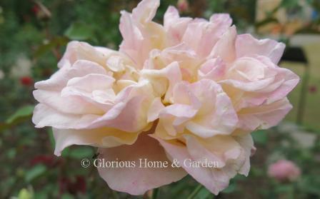 Rosa 'Mrs. Dudley Cross'