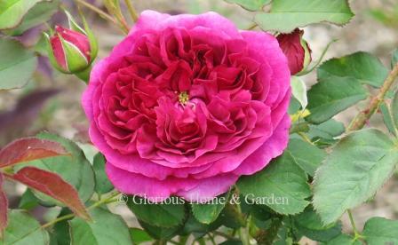 David Austin rose 'Munstead Wood' is one of the darkest in the line being a rich crimson (darker than the picture shows) with strong fragrance.  It forma a medium shrub of about 3.'