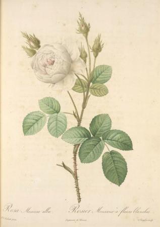 Rosa muscosa 'Alba,' The New York Public Library Digital Collections, public domain
