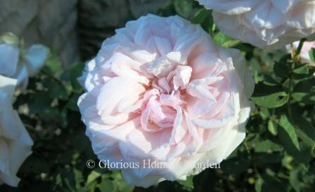 Rosa 'Mystic Beauty'