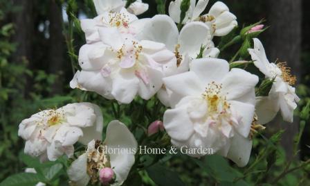 Rosa 'Nastarana' is a Noisette rose, or Hybrid Persian Musk, has pink buds that open to white semi-double flowers blushed with a bit of pink, fragrant.