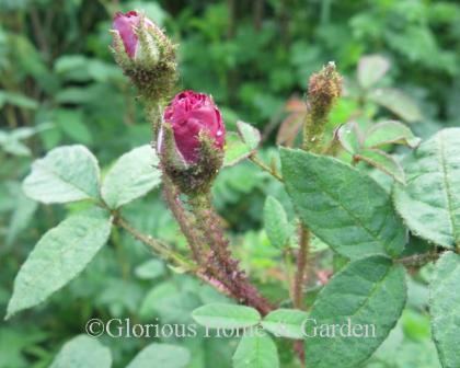 Rosa 'Nuits de Young' in bud