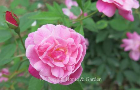 Rosa 'Old Blush,' silvery pink that darkens with age.