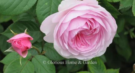 David Austin rose 'Olivia Rose Austin' is a lovely medium pink lighter around the edges.  An early bloomer, it forms a medium shrub of 4 1/2' x 3 1/2.'