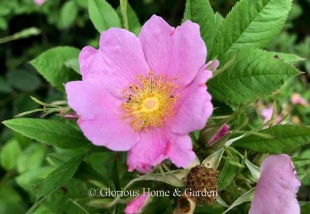 Rosa palustris, or swamp rose, is a North American native with large single pink flowers followed by small red  hips.