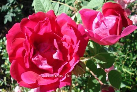 Rosa 'Parfum de l'Hay
