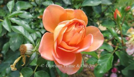 David Austin rose 'Pat Austin'