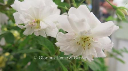 Rosa 'Paul's Himalayan Musk' is a huge rambler capable of growing up into trees to 30.'  It has clusters of blush pink double flowers fading to white and is sweetly scented,