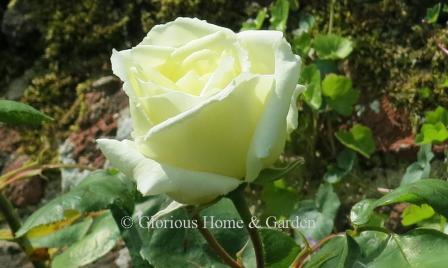 Rosa 'Paul's Lemon Pillar' Is more of a climber than a rambler.  It only blooms once, but its large, Hybrid Tea-like lemon yellow flowers are born in profusion and are very fragrant.  Can reach about 12.'