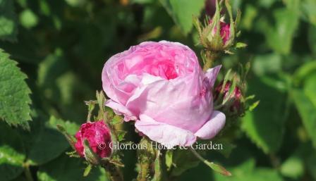 Rosa 'Petite de Hollande' is a Centifolia rose with pink blooms that is smaller than others, growing to about 4,' so a good choice for small gardens.