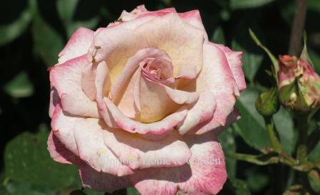 Rosa 'Pinkerbelle' is a cream and pink to lavender bi-color with edges shading darker.