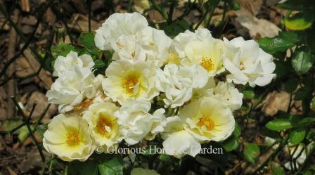 Rosa 'Popcorn Drift®' has buttery yellow buds that open to pale yellow blooms on a compact shrub of 1 1/2' high.
