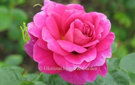 Rosa 'Princess Anne' has bright pink, full blooms on a shrub growing to about 4.'