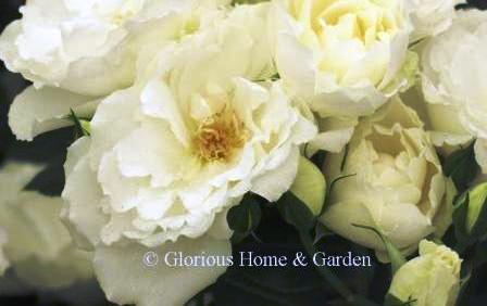 Floribunda rose 'Princess of Wales' is a pure white with ruffled edges.