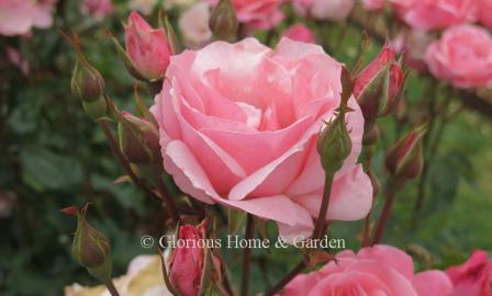 Grandiflora rose 'Queen Elizabeth' is a soft clear medium pink with high centered buds.