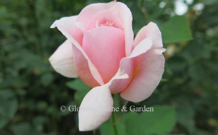 Shrub rose 'Quietness' has lovely light pink buds that unfurl to large, full blooms on a plant of about 4' x 4.'.
