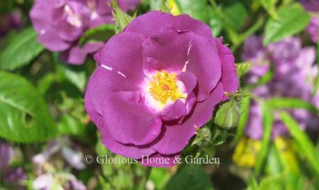 Rosa 'Rhapsody in Blue' makes a mauve to purple semi-double bloom sometimes with white streaks that opens fully to reveal a white center and bright yellow stamens. Repeats from late spring to early fall, 4-5' high.