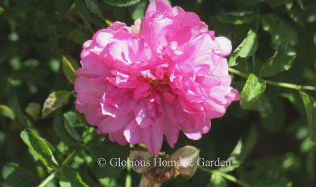 Rosa roxburghii, the chestnut rose, has tightly packed pink flowers, but it is the prickly covering of the hips that resemble the outer hulls of chestnuts that give it the common name.