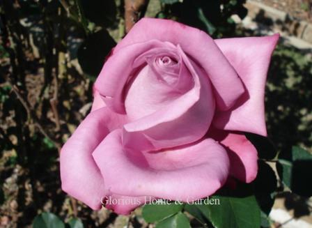 Rosa 'Royal Amethyst' is a beautiful mauve/lavender Hybrid Tea with high-centered buds