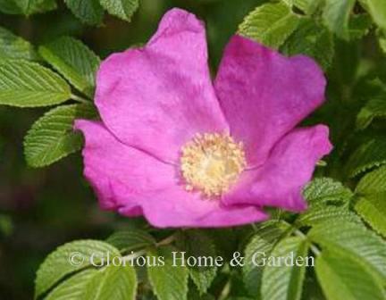 Rosa rugosa, the beach rose, has large fragrant single pink flowers followed by large red hips used for jams or jellies.