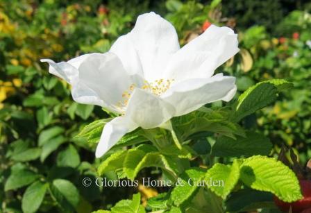 Rosa rugosa 'Alba,' is a white sport of the beach rose, where it grows well in seaside conditions.