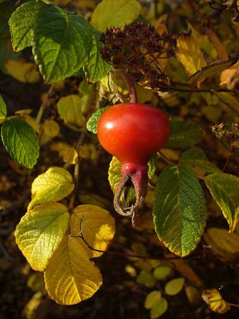 Rosa rugosa