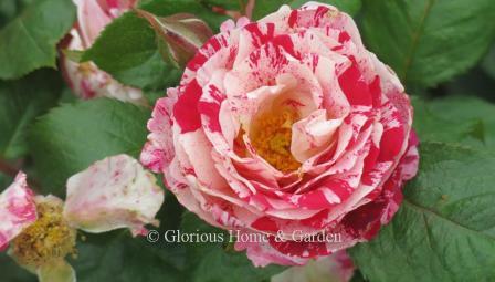 Floribunda rose 'Scentimental' is a red and white bi-color.