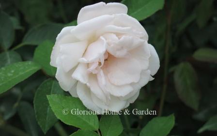 Rosa 'Spice" is a China rose with light pink double flowers, spicy fragrance and a long bloom period.