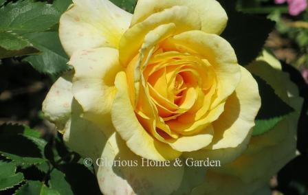 Rosa 'Sunny Sky' is a bright yellow Hybrid Tea rose.