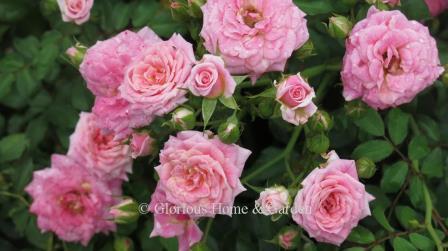 Rosa ‘Sweet Drift®,’ is a ground cover rose in a soft pink color.  It blooms continuously from spring until frost, and grows to about 1 1/2' x 2 1/2'.