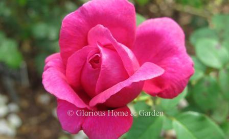 David Austin rose 'The Dark Lady' has deep crimson flowers tightly packed with petals.  It forms a medium shrub of about 4.'