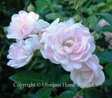 Polyantha rose 'The Fairy' has clear pink double flowers borne profusely in clusters' slight fragrance.
