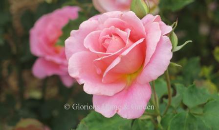 Rosa 'Tiffany' is a lovely rose pink Hybrid Tea suffused with yellow at the base.