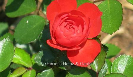 Rosa Veranda® 'Brilliant™,' is a Kordes rose in bright coral red, and grows to about 3 ft.