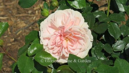 Rosa Veranda® 'Cream™,' is a Kordes rose has very full flowers of soft cream and apricot, and grows to about 2 1/2 ft.