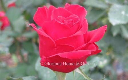 Rosa 'Veteran's Honor' is a deep red Hybrid Tea with high-centered buds.