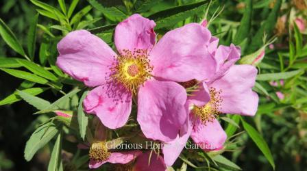 Rosa virginiana, Virginia or prairie rose, is another tough North American native with single pink flowers.