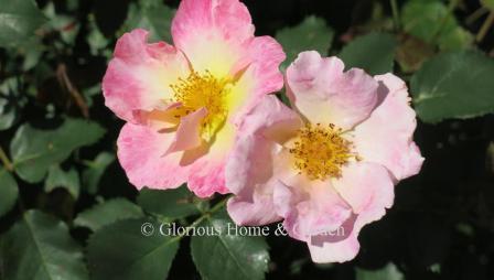 Shrub rose 'Watercolors Home Run®' has single flowers in large clusters that open golden ceners with pink edges.  The shrub is very disease resistant and grows to about 2-3' high.