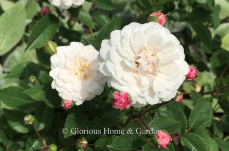 Polyantha rose 'White Pet' is a small shrub with double white flowers and charming pink buds. Blooms constantly.  Grows about 2-3.'  Excellent subject for planters, borders, and mass planting.
