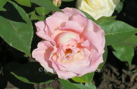 Rosa 'William R. Smith'