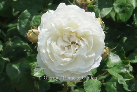 David Austin rose 'Winchester Cathedral' is one of the few all white Austin roses.  Pure white flowers bloom on a medium shrub of 4.'  A good repeat bloomer.