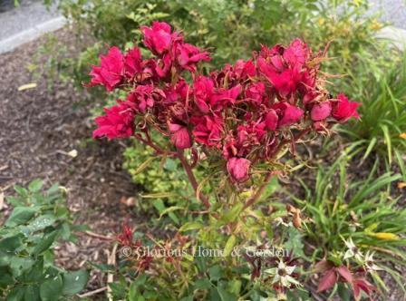 Rose rosette disease