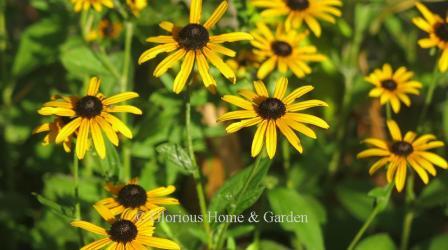 Salvia fulgida var. deamii, Deam's rudbeckia, has bright yellow flowers that are deeper gold towards the center and a dark center cone.